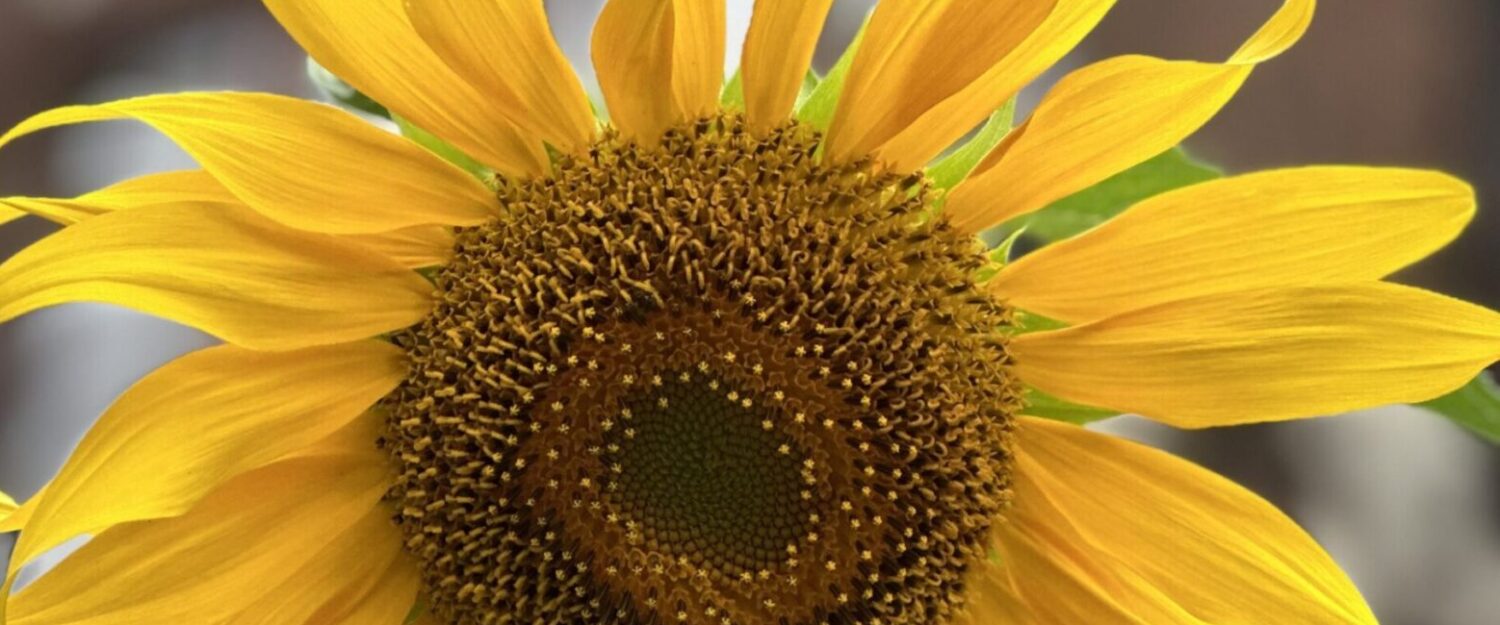 Mother Cabrini Regional Fraternity of the Order of Franciscan Seculars